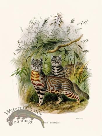 Elliot Cat 11 Pampas Cat